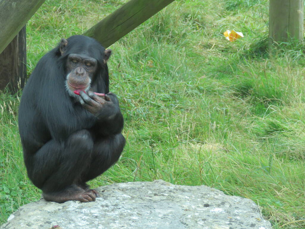 Chimpansee die aan het leven denkt terwijl hij op een rots zit. Hoge kwaliteit foto - Foto, afbeelding
