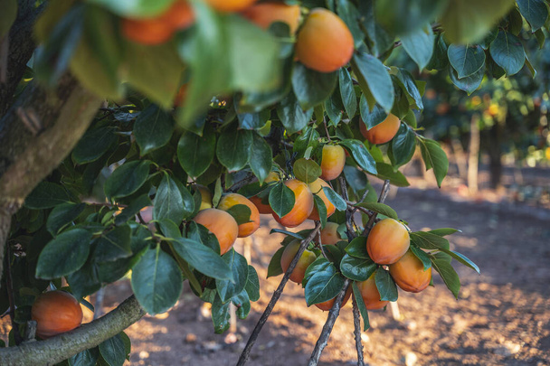 Érlelés narancs datolyaszilva lóg faágon zöld levelek a spanyol kertben, szelektív fókusz. - Fotó, kép