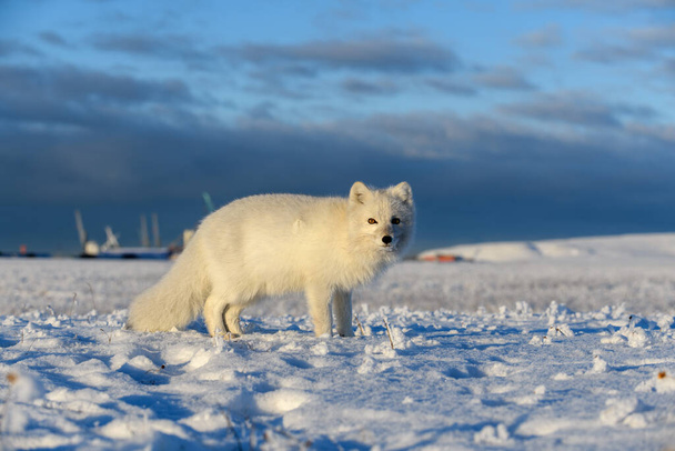 Arctic fox in winter time in Siberian tundra - Photo, Image