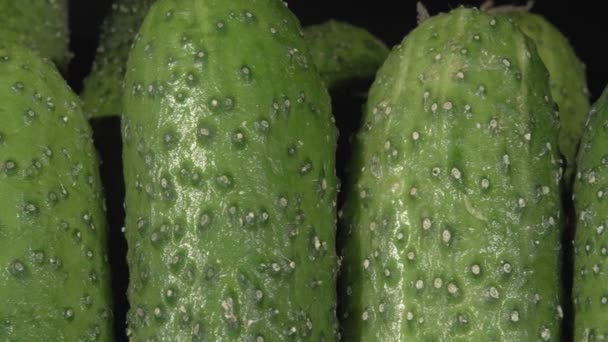Organic cucumbers close-up. Fresh vegetables. - Footage, Video