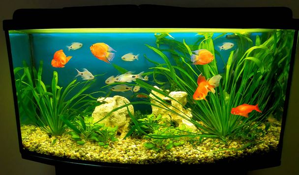lähikuva akvaario säiliö täynnä kalaa - Valokuva, kuva