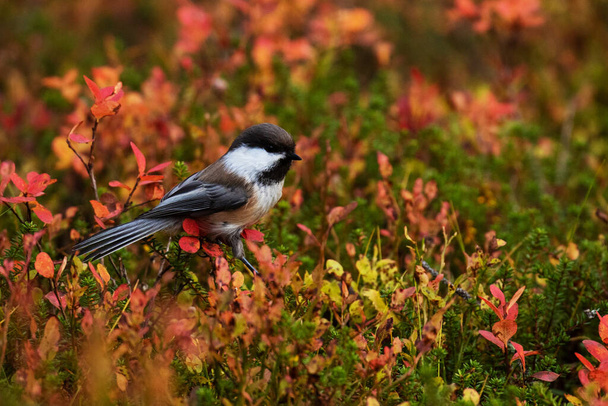 Small Siberian tit, Poecile cinctus, in the middle of colorful shrubs during autumn foliage in Lapland, Northern Finland - Photo, Image