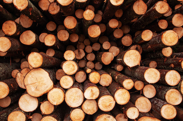 Legname di conifera tagliato da poco e accatastato come risorsa di materie prime per l'industria del legno in Estonia. - Foto, immagini