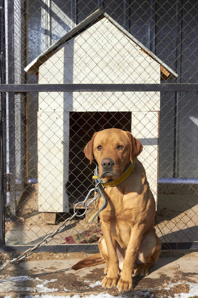 cão de guarda em uma cadeia perto do recinto - Foto, Imagem