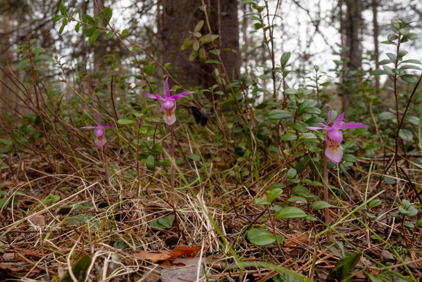 Beautiful and rare Northern flower Calypso orchid, Calypso bulbosa blooming in lush summery taiga forest, Oulanka National Park. - Photo, Image
