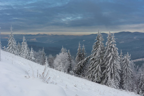 Zima w Karpatach Ukraińskich z pięknymi zamarzniętymi drzewami i śniegiem - Zdjęcie, obraz