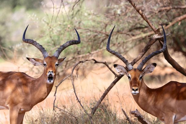 two impalas looking at me at samburu national game park - Photo, Image