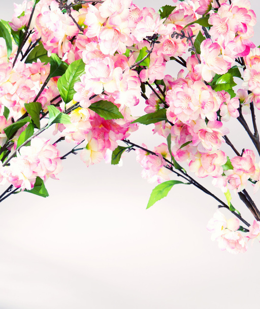 Photo de fleurs parfumées et colorées
 - Photo, image