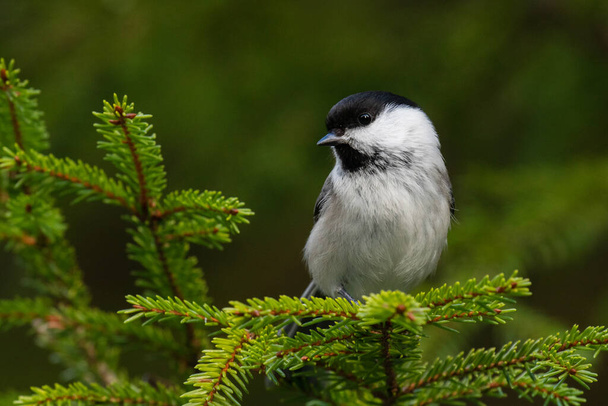 Small and curious European songbird Willow tit, Poecile montanus perching on a spruce branch in Northern boreal forest of Estonia. - Foto, afbeelding