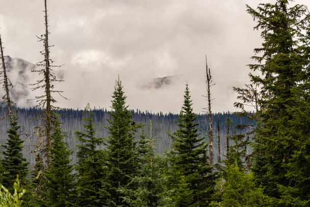 カナダのアルバータ州バンフ国立公園の美しい自然景観 - 写真・画像