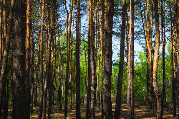 Troncos de pino delgado en un bosque de primavera - Foto, imagen