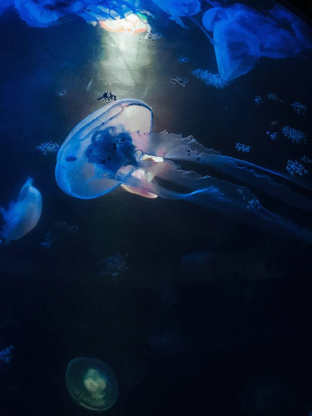 mundo subaquático no mar vermelho - Foto, Imagem