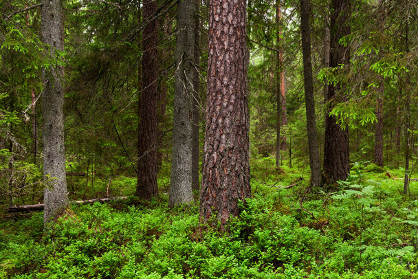 Bosque de coníferas boreales bálticas veraniegas exuberantes y verdes en la naturaleza estonia, norte de Europa. - Foto, imagen