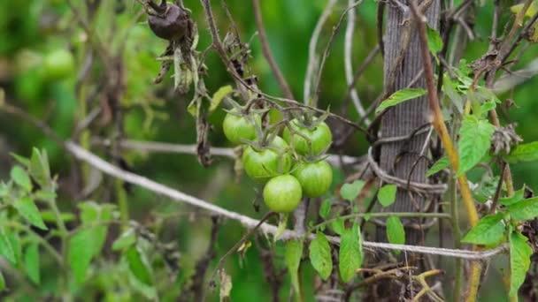 Kuihtuneet tomaattipensaat vihreiden tomaattien kanssa - Materiaali, video