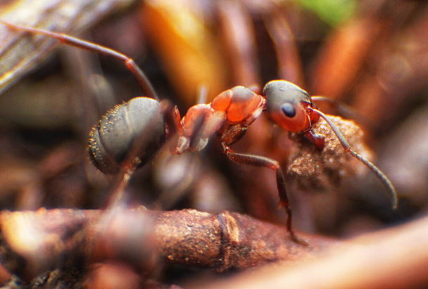 Rote Ameisen hautnah vor natürlichem Hintergrund - Foto, Bild