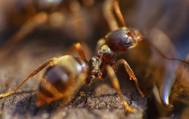 Black ants close up on natural background - Photo, Image