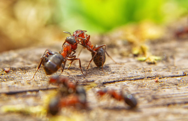 Le formiche rosse si chiudono su sfondo naturale - Foto, immagini