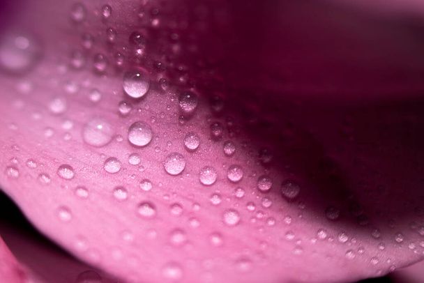 Water drops on pink leaves of a flower close-up with a dark background. Selective focus. - Fotó, kép