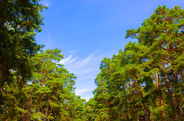 Όμορφες κορώνες δέντρων στο δάσος με μπλε ουρανό. Ξύλο κωνοφόρων. Φωτογραφία φύσης. - Φωτογραφία, εικόνα
