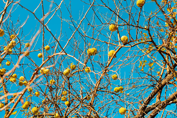 Bottom view of the branches of the maclura pomifera tree hung with fruits. Blue sky in the background. - Photo, Image
