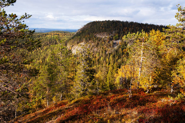A view to autumnal hillside covered with taiga forest during fall foliage near Kuusamo in Northern Finland. - Photo, Image