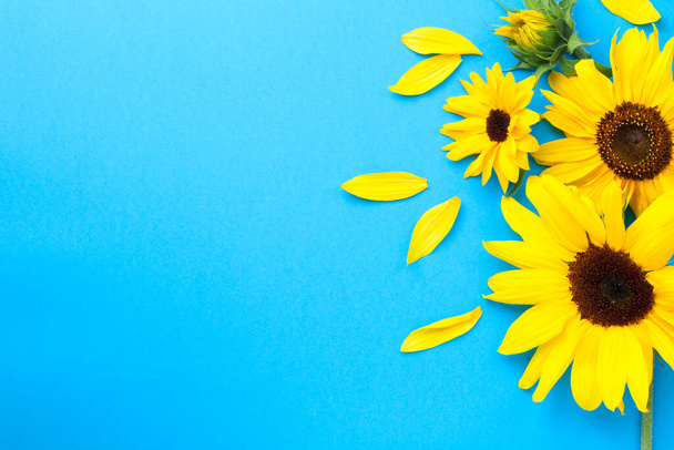 Yellow fresh sunflowers composition on blue paper background with copy space. Top view - Foto, Imagen