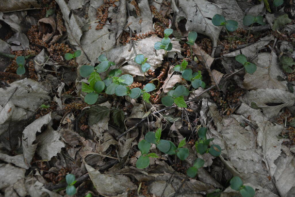 plantas de carpe lechoso crecieron en el bosque de semillas caídas - Foto, imagen