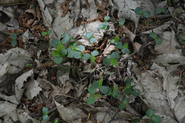 piante di carpino lattiginoso cresciuto nella foresta da semi caduti - Foto, immagini