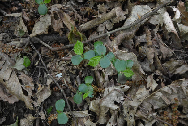 落ちた種から森の中で育ったミルキー・ホーンビームの植物 - 写真・画像