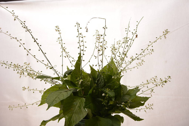 Circaea lutetiana - pianta selvatica. Pianta fioritura in estate. - Foto, immagini
