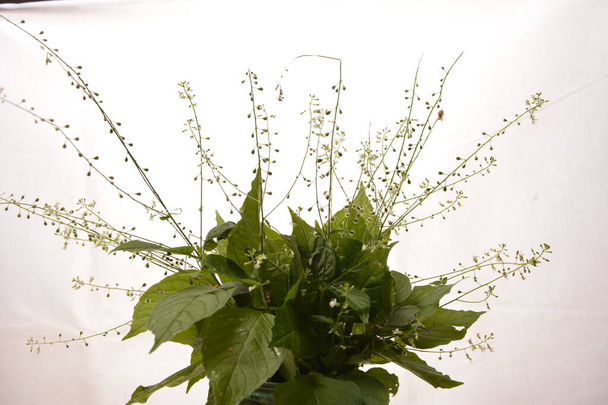 Circaea lutetiana - planta silvestre. Planta floreciendo en verano. - Foto, imagen