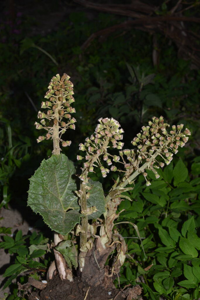 Common Butterbur (Petasites hybridus) is a herbaceous perennial plant in the family Asteraceae - Photo, Image
