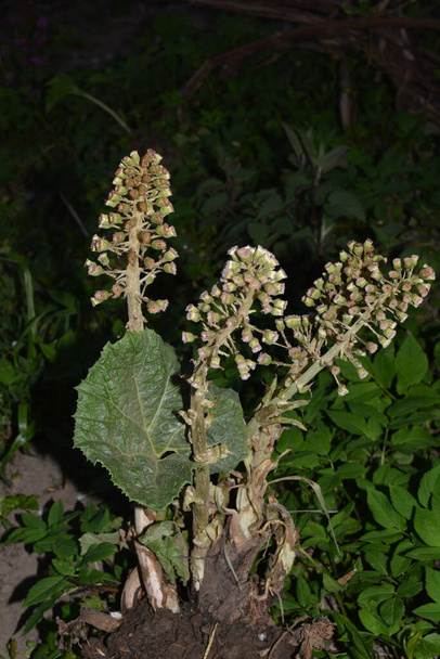 Common Butterbur (Petasites hybridus) is a herbaceous perennial plant in the family Asteraceae - Photo, Image