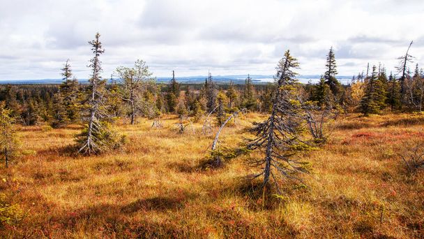 Autumn European best slope bogs in Riisitunturi National Park, Lapland, Northern Finland with sunlight. - Photo, Image