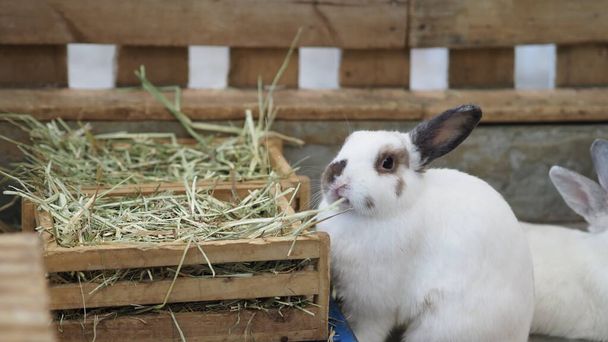 白い色のウサギやウサギが座って家のセメントフロアで演奏し、横にトレイで大麦のわらと水を乾燥させます。ふかふかで可愛い。若い女性のためのウサギの非常に人気のペット。動物の概念. - 写真・画像