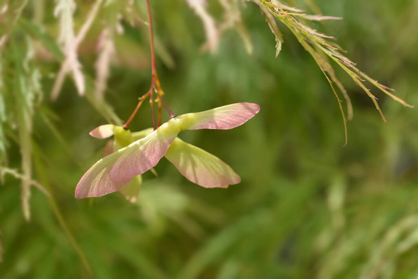 Японский кленовый виридис - латинское название - Acer palmatum dissectum Viridis - Фото, изображение
