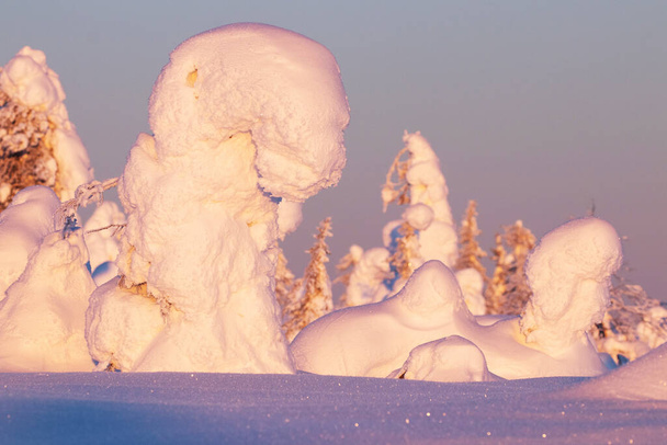 Alberi innevati davvero magici con una luce rosata nel paese delle meraviglie invernali del Parco Nazionale di Riisitunturi in Lapponia, Finlandia settentrionale - Foto, immagini