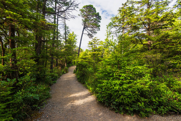 paysage naturel avec des arbres verts à Ucluelet, Colombie-Britannique, Canada - Photo, image