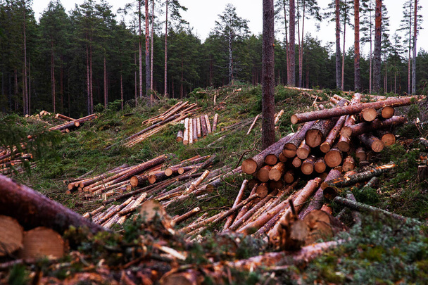 Montones de troncos recién cortados después de cortar un bosque de coníferas de pinar en Estonia, norte de Europa. - Foto, imagen