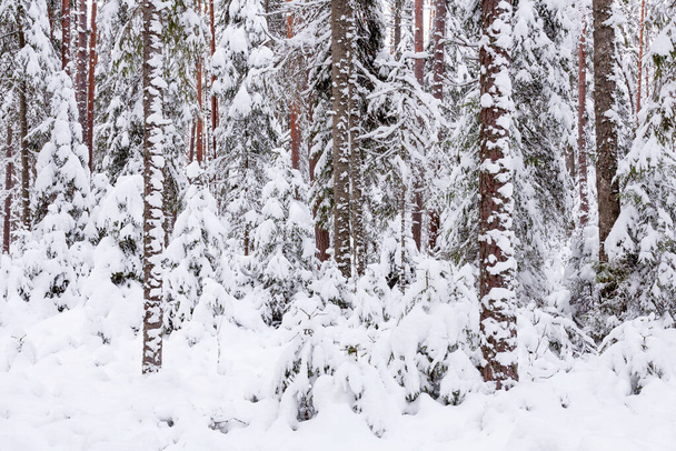Sneeuw- en koude winterse Estse wilde naaldbossen in Noord-Europa. - Foto, afbeelding