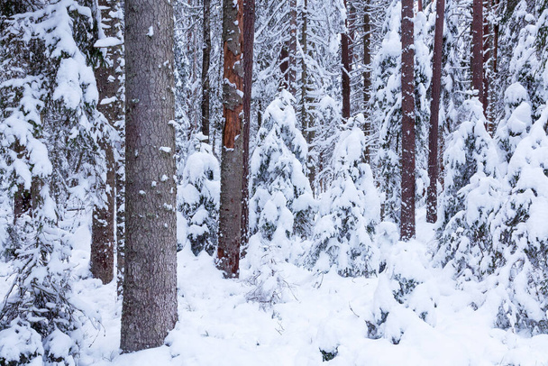 Snowy and cold wintery Estonian wild coniferous forest in Northern Europe. - Foto, afbeelding