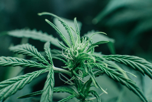 Green sativa background. Marijuana green herb. Growing cbd thc weed.Nature pot plant. Indoor cannabis grow medical. - Photo, Image