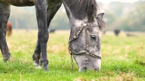 Hermoso caballo gris pastando en el campo de verano. Pastos verdes con semental de granja de alimentación. - Imágenes, Vídeo