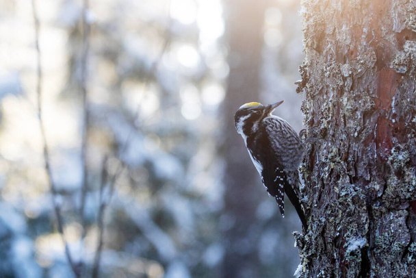 Eurasian three-toed woodpecker (Picoides tridactylus) on a tree in an old coniferous boreal forest of Estonia, Northern Europe. - Photo, Image