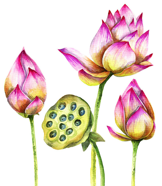 Watercolor painted illustration of lotus flowers. Artistic hand drawn illustration. - Fotoğraf, Görsel
