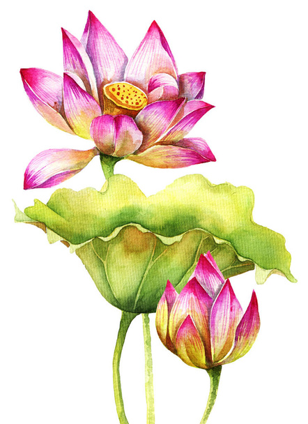 Illustrazione dipinta ad acquerello di loto - fiore e foglie. Illustrazione artistica disegnata a mano. - Foto, immagini