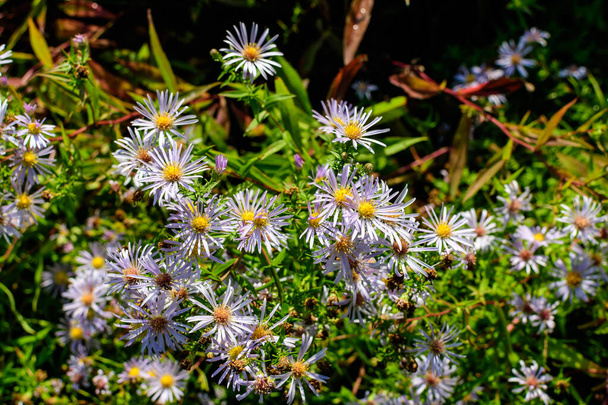 Molti piccoli fiori azzurri vivaci di Aster amellus pianta, conosciuta come la margherita europea Michaelmas, in un giardino in una giornata d'autunno soleggiata, bellissimo sfondo floreale all'aperto fotografato con attenzione morbida - Foto, immagini