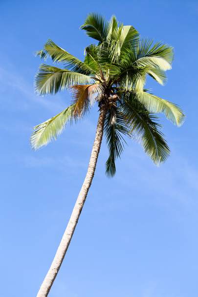 Coconut palm tree in Philippines - Foto, immagini