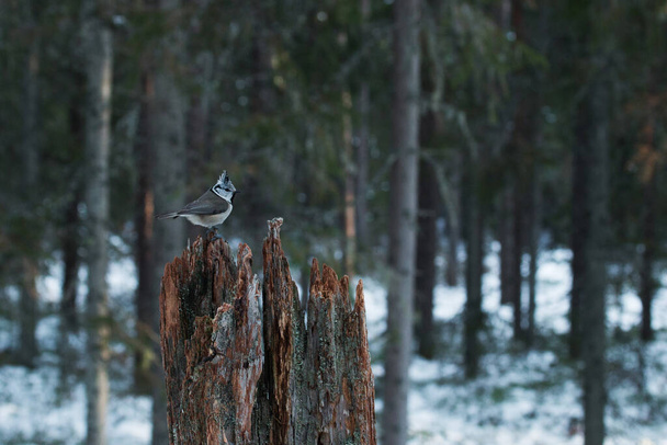 Small winter songbird European crested tit, Lophophanes cristatus standing on an old tree stump in coniferous boreal forest of Estonia, Northern Europe. - Foto, imagen