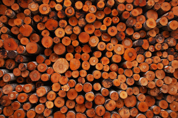 Una grande pila di tronchi di conifere appena tagliati in Estonia. - Foto, immagini